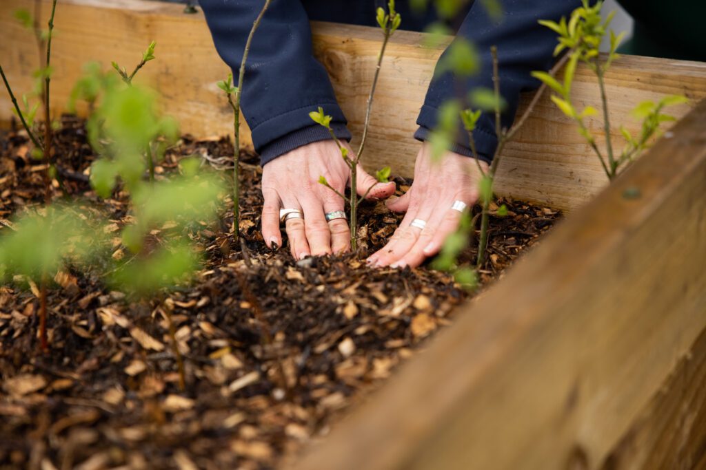 Hands planting a small shrub in a box at a project supported by Community Foundation Ireland.