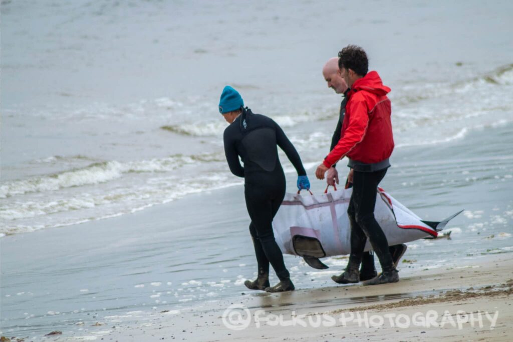 Three people on a beach approaching the oceans edge, they are carrying a stretcher with a rescued dolphin.
