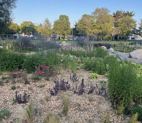 Under a blue sky, a view of a sensory garden in County Mayo. A foreground of natural gravel has plants breaking through, leading back to flowering plants with trees in the background.